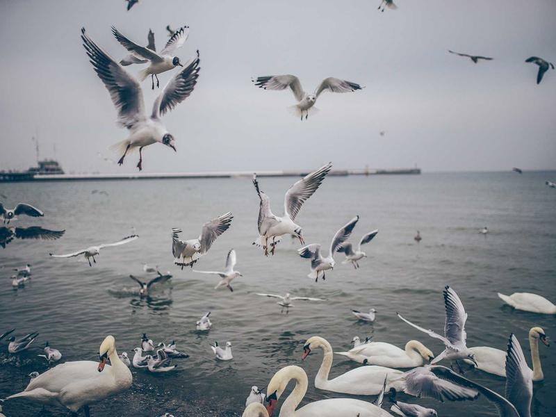 sudoku nature theme screenshot 6